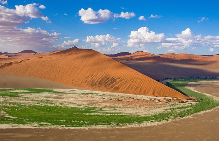 Saison verdoyante : fleurs du désert et sourires namibiens