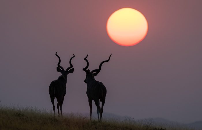 Lune de miel en Namibie