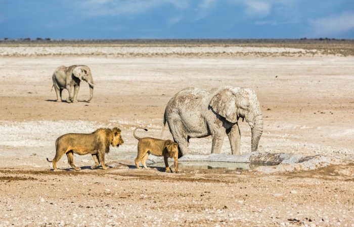 Au Pays des Lions du Désert