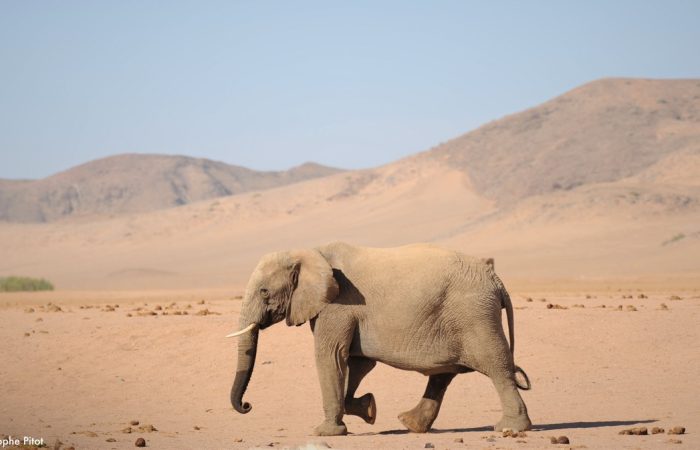 Ecovolontariat avec les éléphants du désert