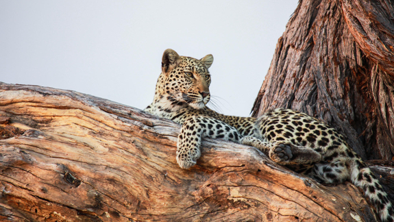 Envolées au coeur du Botswana