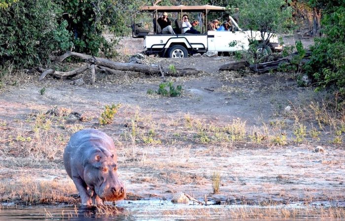 Animaux du Botswana