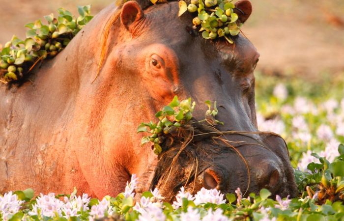 Traversée de la nature indomptée de l’OKavango au Kalahari