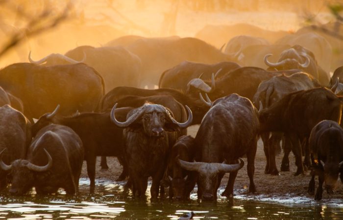 Aventure Namibie, Botswana, Zimbabwe