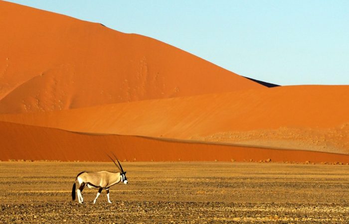 Des Eléphants & des Dunes