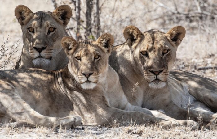 Au Pays des Lions du Désert